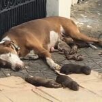 Dog gave birth on the street and did everything to protect her puppies until she collapsed