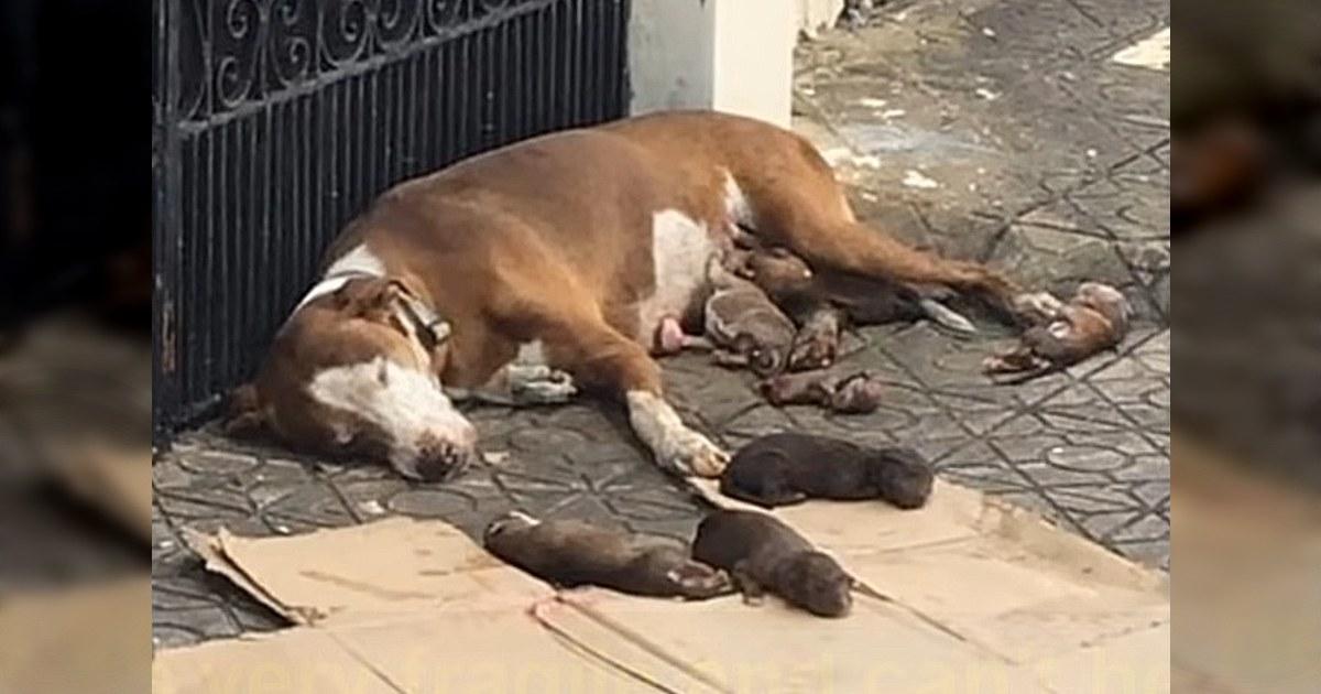 Dog gave birth on the street and did everything to protect her puppies until she collapsed