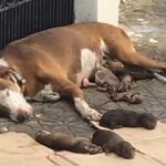 A compassionate dog mom, who delivered her puppies on the street, was rescued along with her precious pups just in the nick of time