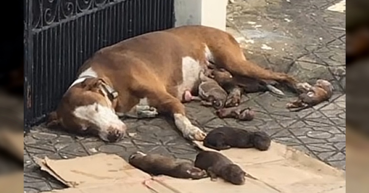 A compassionate dog mom, who delivered her puppies on the street, was rescued along with her precious pups just in the nick of time