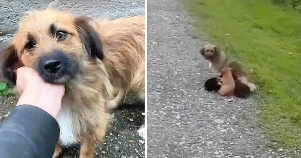 Abandoned Mother Dog Begged For Help For Her Exhausted Puppies And And No One Care