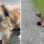 Abandoned Mother Dog Begged For Help For Her Exhausted Puppies And And No One Care