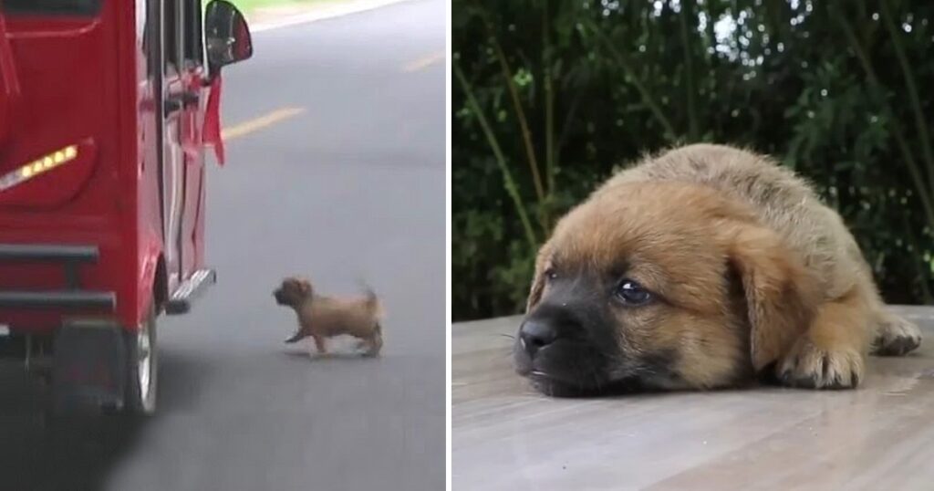 Abandoned Puppy Intercepts Vehicle On Road, He Thinks Owner Is In Car