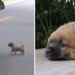 Abandoned Puppy Intercepts Vehicle On Road, He Thinks Owner Is In Car