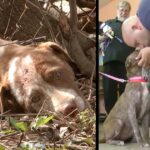 Abandoned Puppy Near Death Is Rescued and  Now He Spends His Days Helping The Inmates In The Prison