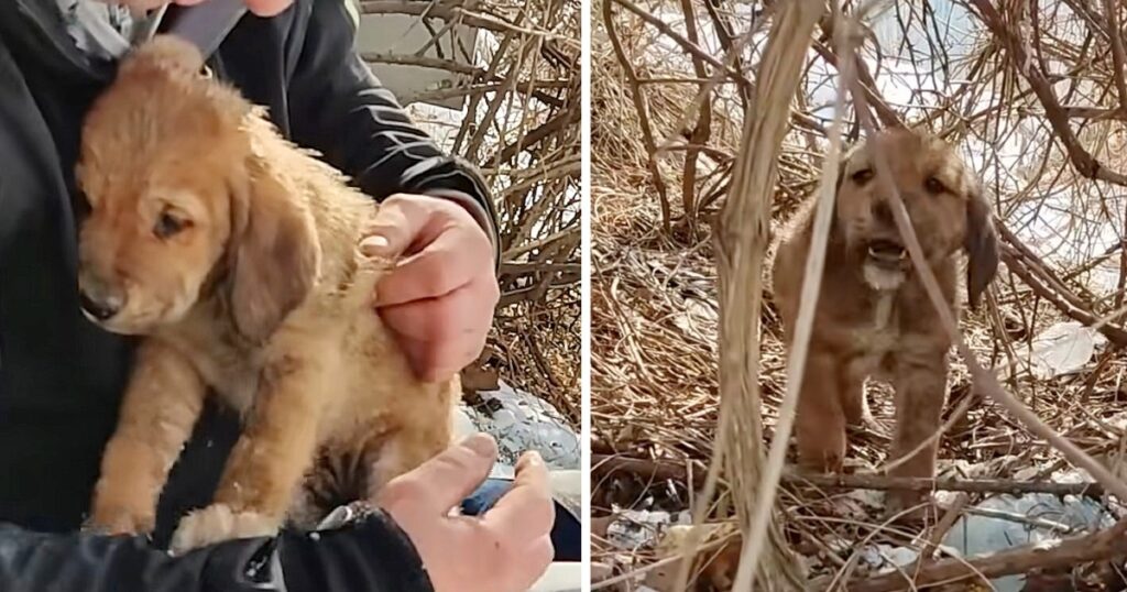 Abandoned Puppy was Scared to Death and Struggling to Survive until This Happened