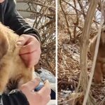 Abandoned Puppy was Scared to Death and Struggling to Survive until This Happened