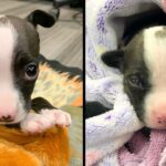 Abandoned Puppy Without Mother Born with Spinal Malformation, Nothing will hold her back