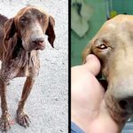 Abandoned, Skinny And Sick On The Street Without Hope. Now He Got The Life Every Dog Deserves