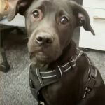 Puppy Keeps Getting Returned To The Shelter So Determined Man Takes Him In To Figure Out Why