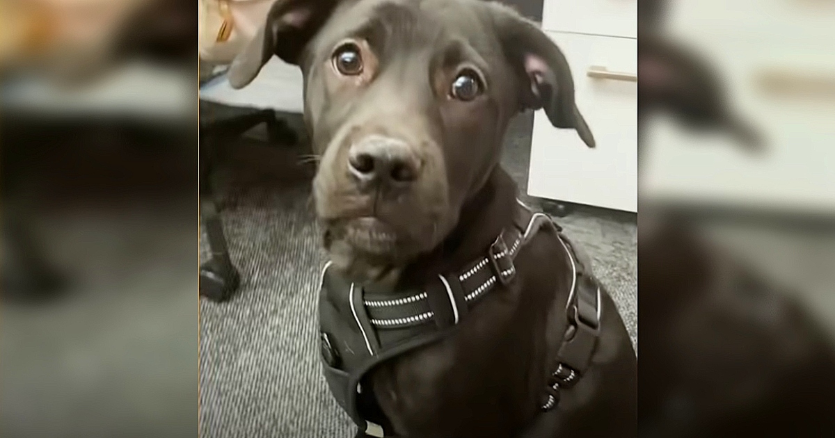 Puppy Keeps Getting Returned To The Shelter So Determined Man Takes Him In To Figure Out Why