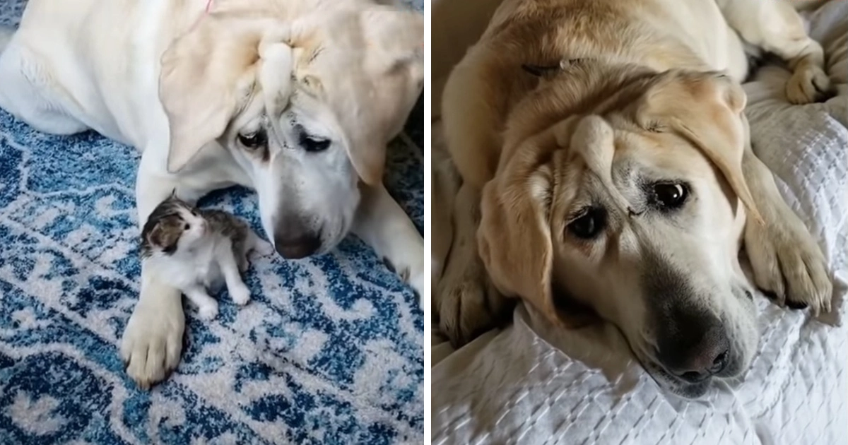 Abused & dumped Labrador because malformed finds those who love him as he is