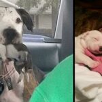 Abused Pit Bull Thrown from Moving Car Rescued Just in Time