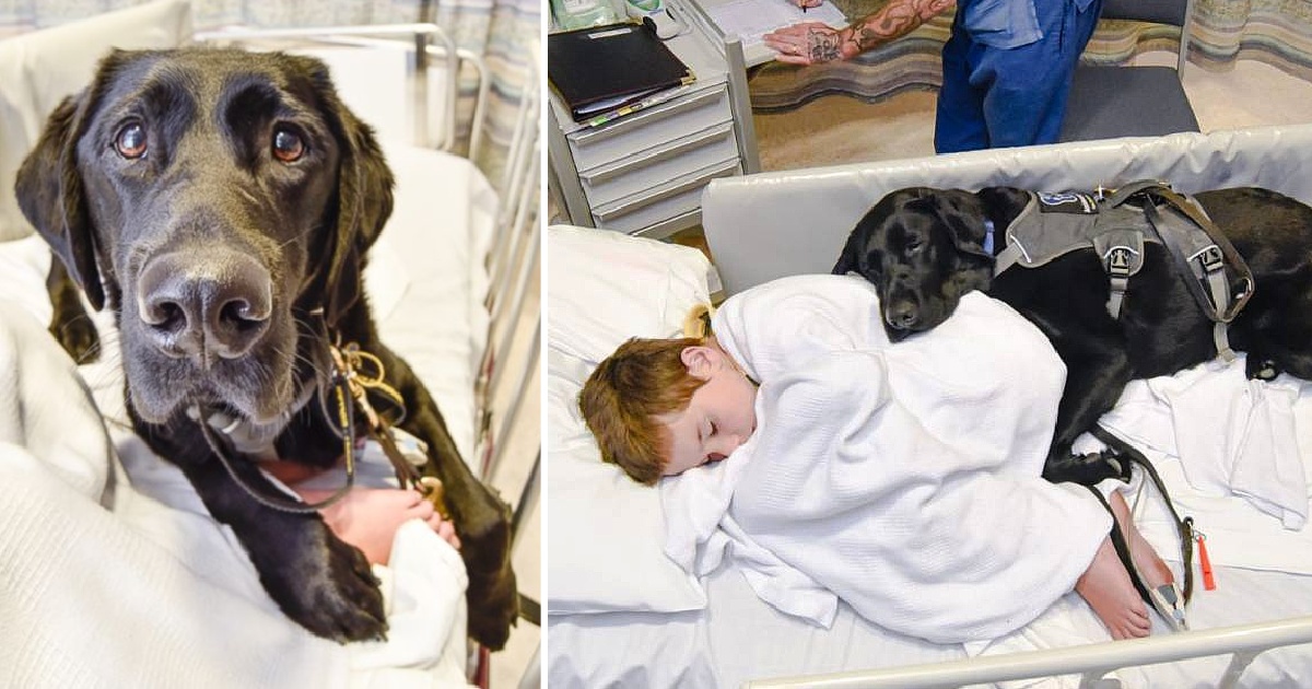 Loyal Dog Won’t Leave Autistic Lad’s Side Because They’re Best Friends