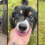 Aftеr 15 Mоnths In Kеnnеls, Blind Dog Gets To Run Free In His Own Field