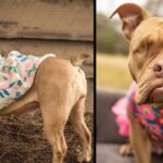 After A Lot Of Pain, An Eyeless Dog That Was Used To Sell Her Young Finds A Happy Home