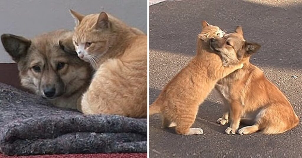 Beautiful moment! a stray cat hugging a dog in need of comfort, shows the power of empathy and kindness to bridge even the most unexpected relationships