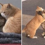 Beautiful moment! a stray cat hugging a dog in need of comfort, shows the power of empathy and kindness to bridge even the most unexpected relationships