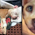 After Being Dumped & Left For Dead On Christmas, “Miracle” Dog Is Adopted By Officer Who Saved Her Life