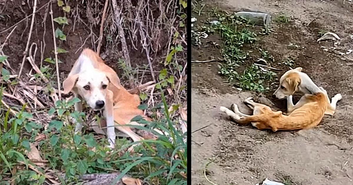 After Giving Birth, Weak And Thin, They Just Abandoned Her In A Creek…