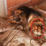 After got sick they left him aloned at the construction site with two legs paralyzed!