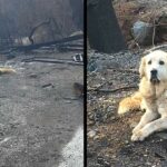 After The Fire Lost His House, The Dog Was Still There Waiting For People To Return