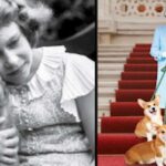 All About Queen Elizabeth II’s First Loves – Dogs & Horses