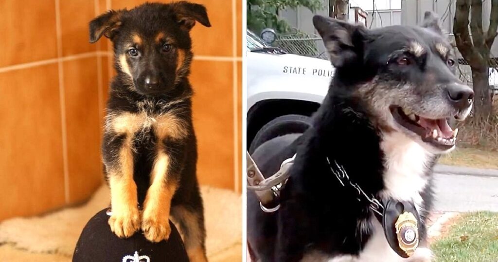 How a Trainer’s Compassion Rescued a Puppy From Euthanasia and the Same Dog Later Rescued Her Son After 7 Years