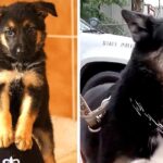 How a Trainer’s Compassion Rescued a Puppy From Euthanasia and the Same Dog Later Rescued Her Son After 7 Years