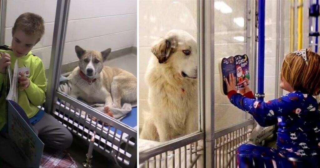 Undesirable Dog Was Going To Be Put Down, So Girl Began Reading Him Stories