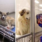 Undesirable Dog Was Going To Be Put Down, So Girl Began Reading Him Stories