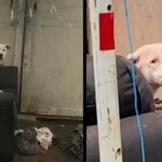 An Abandoned Dog Spotted Waiting In The Rain For His Family To Return