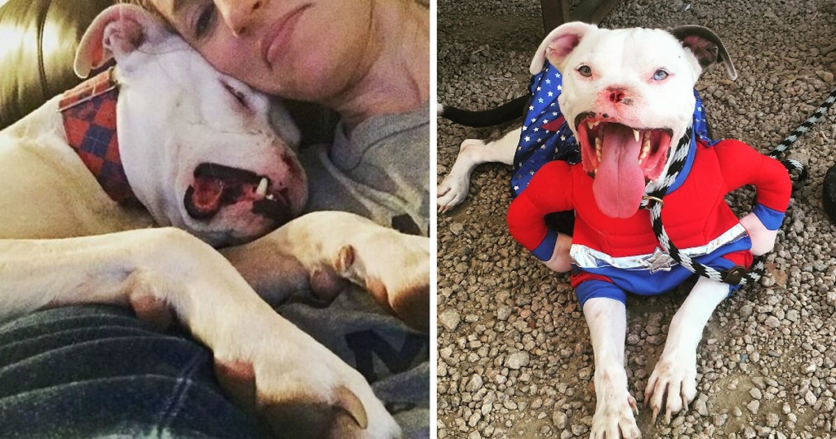 Dog who lost half his face will not stop smiling after being adopted