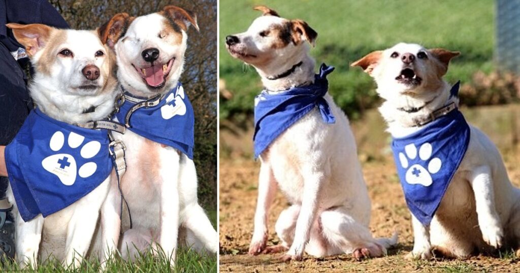 Meet a blind dog who needs a new home and comes with his own guide dog.