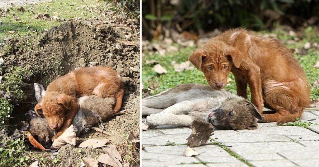 In Her Final Moments, the Dog Lay Next to His Sister, Comforting Her With His Presence