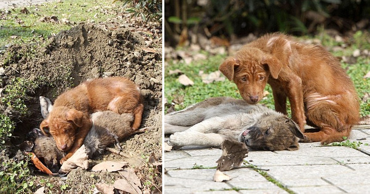 In Her Final Moments, the Dog Lay Next to His Sister, Comforting Her With His Presence