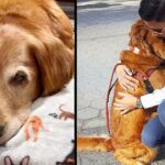 At Least Two Hours a Day, This Cute Golden Retriever Gives Hugs to Strangers She Meets on the Street