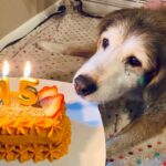 Happy birthday to her! A tear fell on the dog’s face as he finally received a birthday cake after 15 years.s