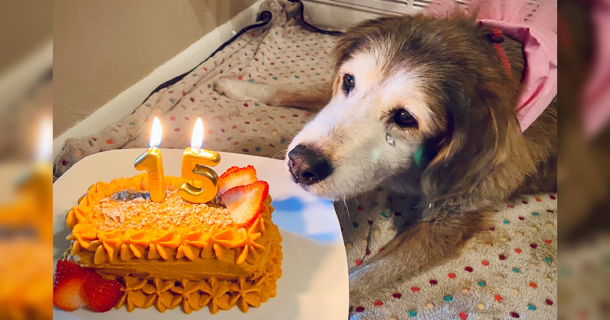 Happy birthday to her! A tear fell on the dog’s face as he finally received a birthday cake after 15 years.s