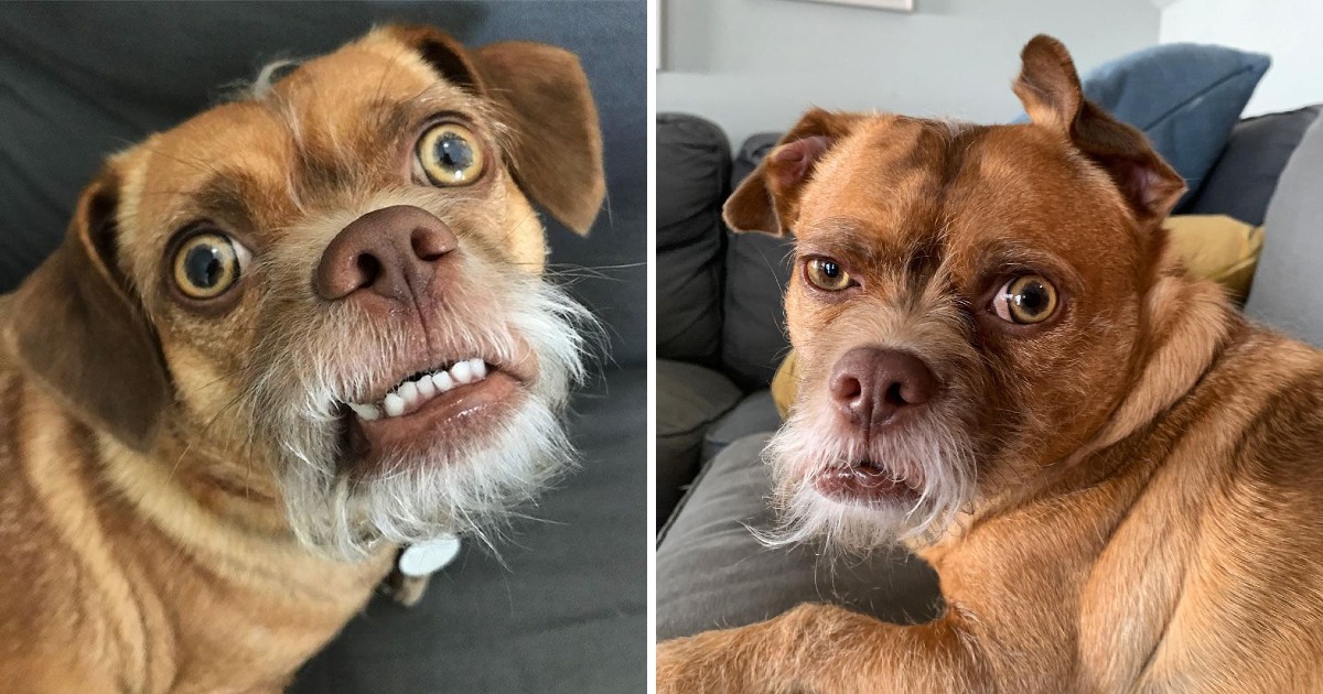 He Was Abandoned Twice Because Of His Beard, And Then He Met A New Owner And Turned His Life Around As A Star Dog