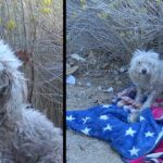 Badly Injured Stray Poodle Bites Rescuer But She Refuses to Giνe Uρ