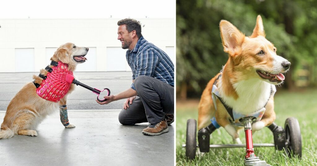 This Man Has Helped Thousands Of Disabled Animals To Walk Again