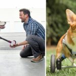 This Man Has Helped Thousands Of Disabled Animals To Walk Again