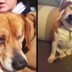 Beagle Who Lost His Eyes Was Alone In The World Until He Met His New Mom