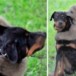 Bear Cub Walks Into Family’s Garden, Hugs The Dog When He Tries To Bark And Alert The Owners