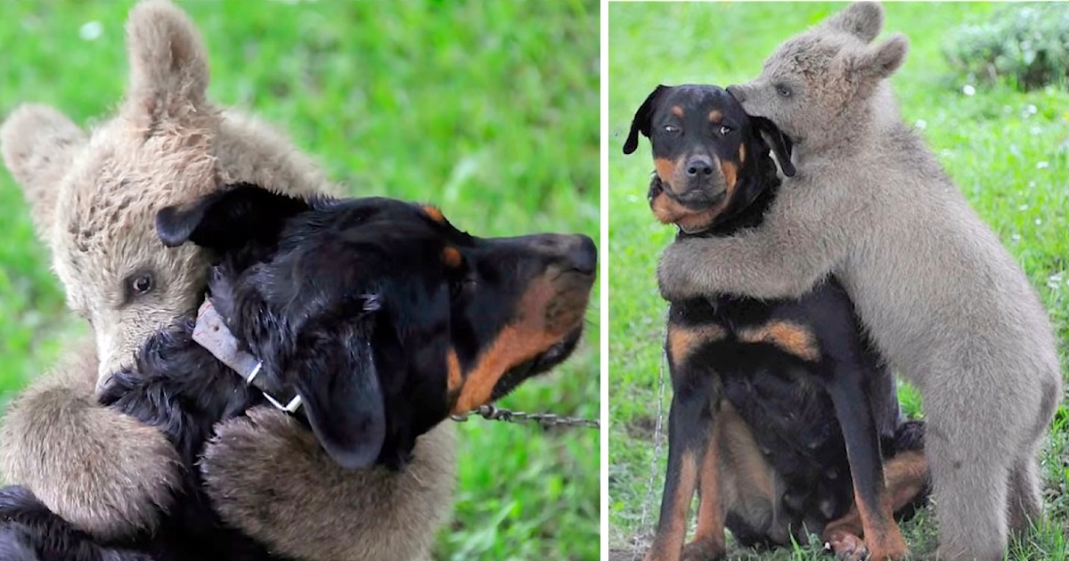 Bear Cub Walks Into Family’s Garden, Hugs The Dog When He Tries To Bark And Alert The Owners