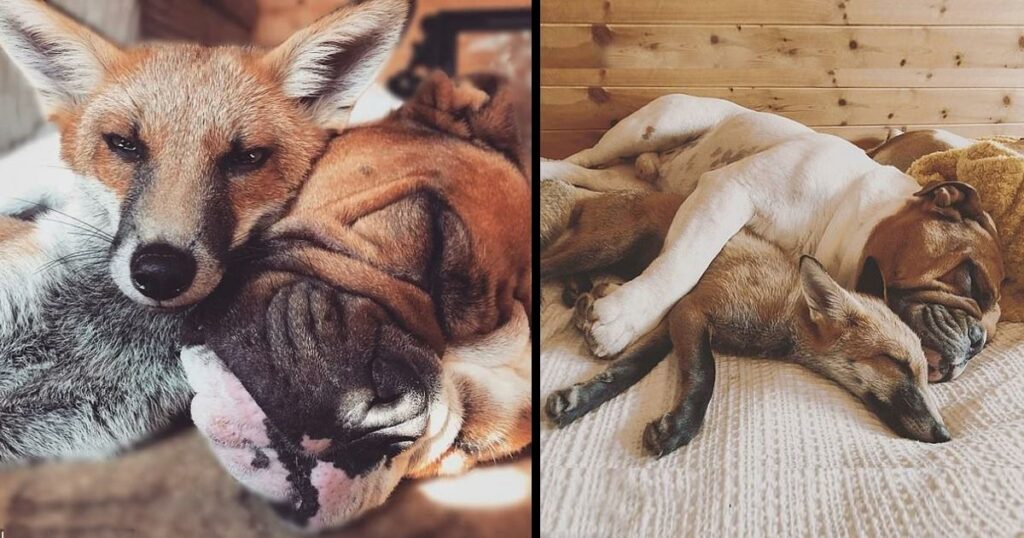 Beautiful Friendship Between A Fox And A Bulldog, They Love Each Other