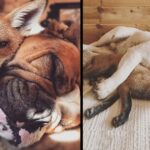 Beautiful Friendship Between A Fox And A Bulldog, They Love Each Other