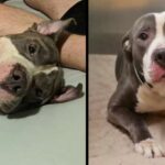 Because of the birth of the fifth child by its owner, the pitbull’s owner left him in a shelter.