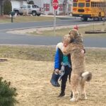 Bernedoodle melts 7M hearts hugging his little brother after school